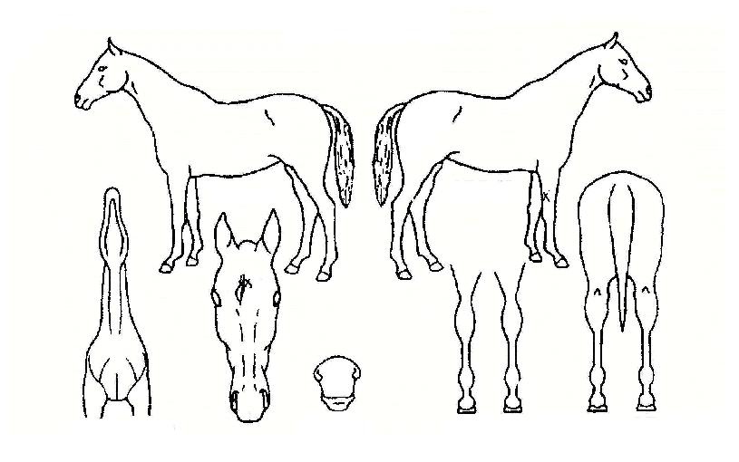 ������Ʈ�� ����,���,�޸�,�λ�,�ٸ��� Ư¡����