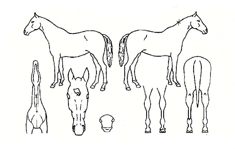 �м����� ����,���,�޸�,�λ�,�ٸ��� Ư¡����