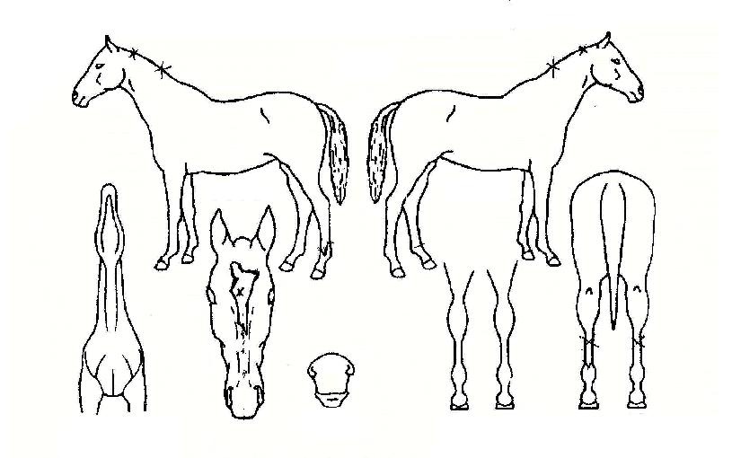 ¸ÞÀ̺ñÀÇ Ãø¸é,¿ì¸é,µÞ¸é,µÎ»ó,´Ù¸®ÀÇ Æ¯Â¡µµÇØ