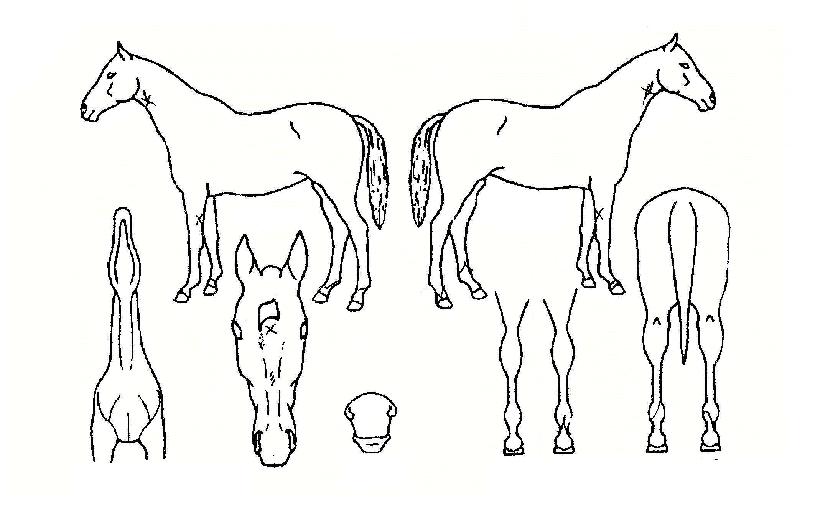 ´º¸¶ÀÌÆ¼ÀÇ Ãø¸é,¿ì¸é,µÞ¸é,µÎ»ó,´Ù¸®ÀÇ Æ¯Â¡µµÇØ