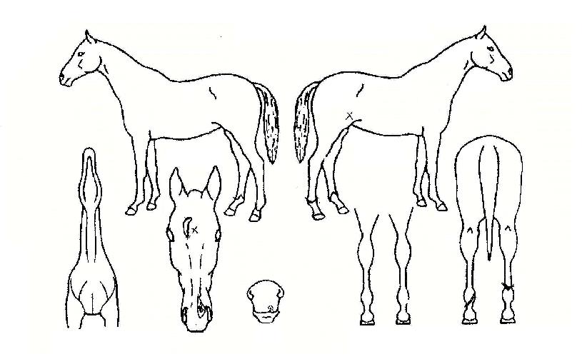 ����ŷī�� ����,���,�޸�,�λ�,�ٸ��� Ư¡����