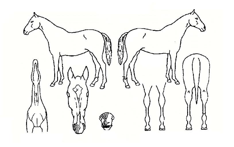 ½Çºñ¾Æµå¸®¸ÓÀÇ Ãø¸é,¿ì¸é,µÞ¸é,µÎ»ó,´Ù¸®ÀÇ Æ¯Â¡µµÇØ