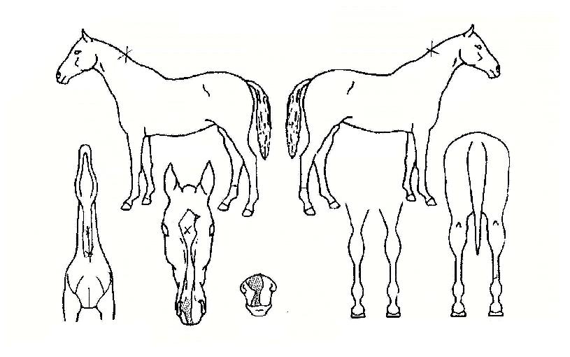 ¼Å¬Á¸ÀÇ Ãø¸é,¿ì¸é,µÞ¸é,µÎ»ó,´Ù¸®ÀÇ Æ¯Â¡µµÇØ