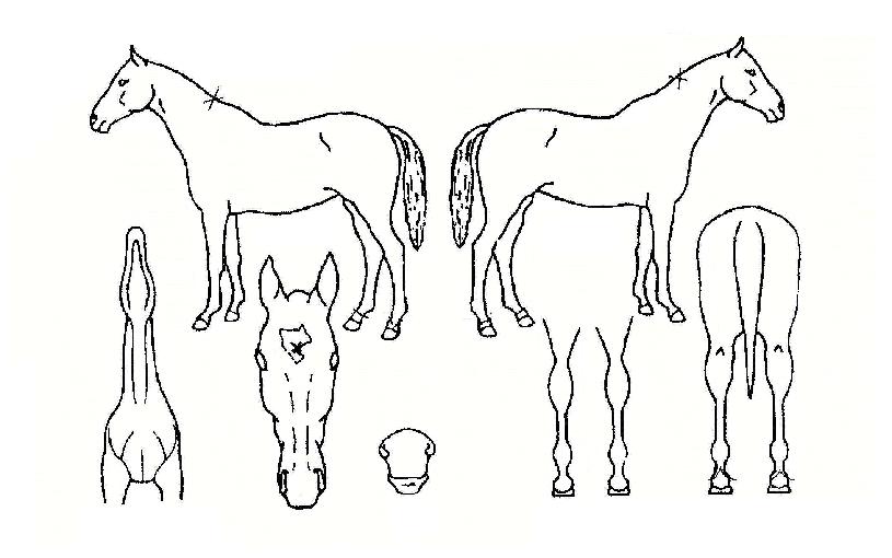 ����������� ����,���,�޸�,�λ�,�ٸ��� Ư¡����