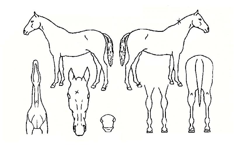 ·£µå¸¶½ºÅÍÀÇ Ãø¸é,¿ì¸é,µÞ¸é,µÎ»ó,´Ù¸®ÀÇ Æ¯Â¡µµÇØ