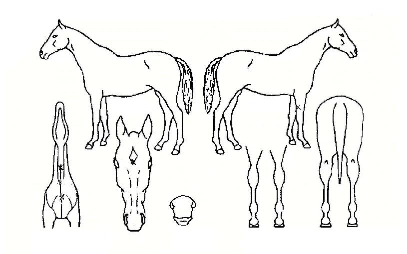 ÄáÄÚµåµå¸®¸ÓÀÇ Ãø¸é,¿ì¸é,µÞ¸é,µÎ»ó,´Ù¸®ÀÇ Æ¯Â¡µµÇØ