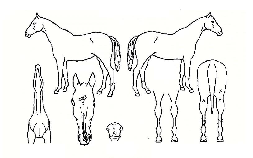 ½Â¸®ÀÇÇÔ¼ºÀÇ Ãø¸é,¿ì¸é,µÞ¸é,µÎ»ó,´Ù¸®ÀÇ Æ¯Â¡µµÇØ