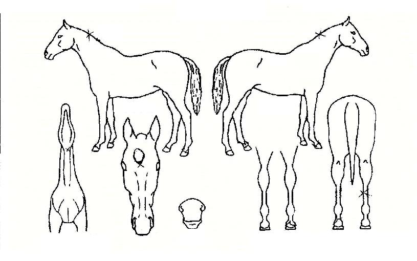 Àå»êÀÇ Ãø¸é,¿ì¸é,µÞ¸é,µÎ»ó,´Ù¸®ÀÇ Æ¯Â¡µµÇØ