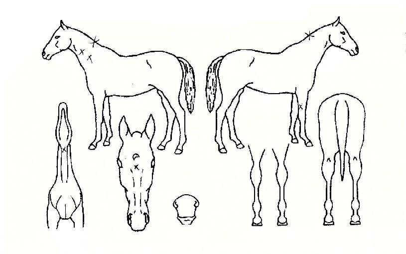 õ���ǹ̼��� ����,���,�޸�,�λ�,�ٸ��� Ư¡����