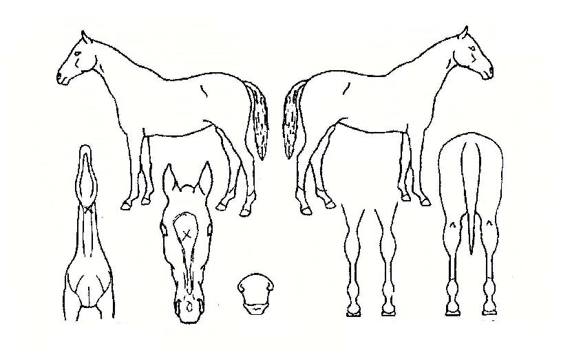 ÆÛ½ºÆ®½Ç·º¼ÇÀÇ Ãø¸é,¿ì¸é,µÞ¸é,µÎ»ó,´Ù¸®ÀÇ Æ¯Â¡µµÇØ