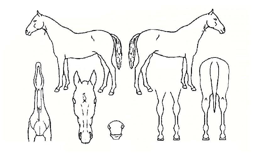 »ç¶û°ú²ÞÀÚ¸¶ÀÇ Ãø¸é,¿ì¸é,µÞ¸é,µÎ»ó,´Ù¸®ÀÇ Æ¯Â¡µµÇØ