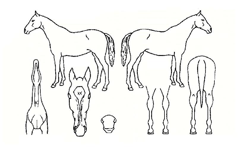 Çϴù®ÀÇ Ãø¸é,¿ì¸é,µÞ¸é,µÎ»ó,´Ù¸®ÀÇ Æ¯Â¡µµÇØ