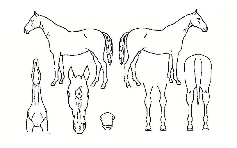 µ¿¹æÀǹ̼ÒÀÇ Ãø¸é,¿ì¸é,µÞ¸é,µÎ»ó,´Ù¸®ÀÇ Æ¯Â¡µµÇØ