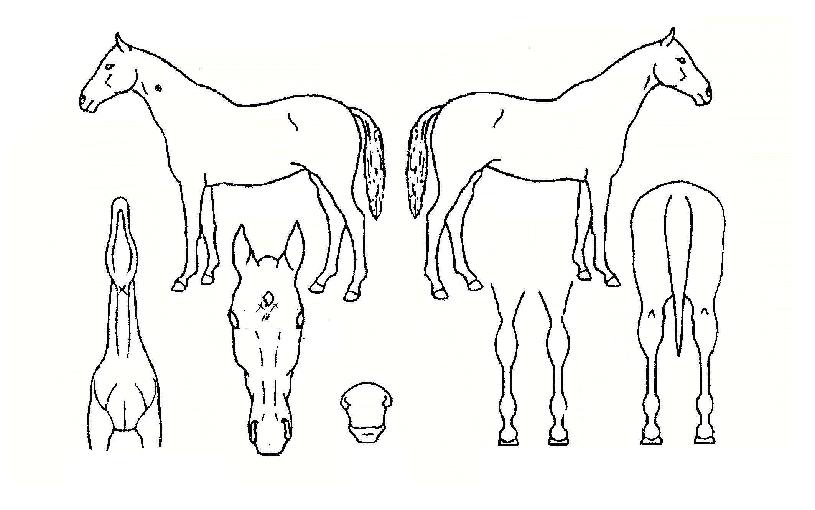 ºí·ç¼¾¼¼À̼ÇÀÇ Ãø¸é,¿ì¸é,µÞ¸é,µÎ»ó,´Ù¸®ÀÇ Æ¯Â¡µµÇØ