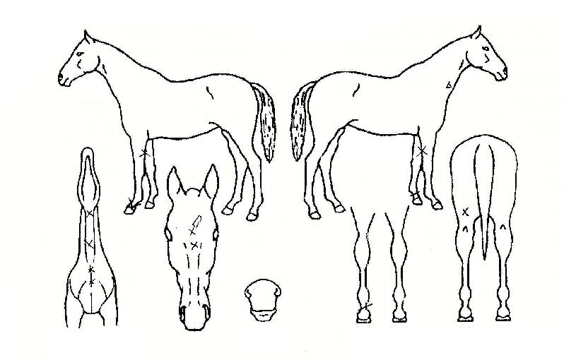 ´ëÃßÀåÀÇ Ãø¸é,¿ì¸é,µÞ¸é,µÎ»ó,´Ù¸®ÀÇ Æ¯Â¡µµÇØ