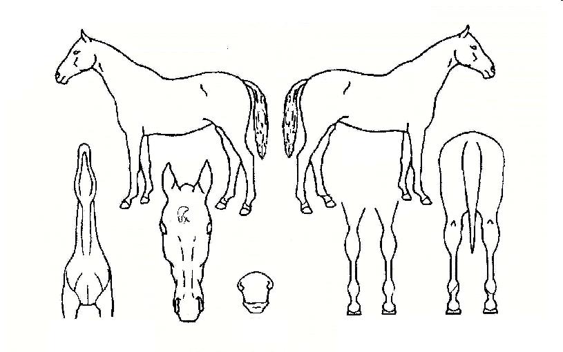 ÆÄ¿öÇ®ÄÚ¸®¾ÆÀÇ Ãø¸é,¿ì¸é,µÞ¸é,µÎ»ó,´Ù¸®ÀÇ Æ¯Â¡µµÇØ