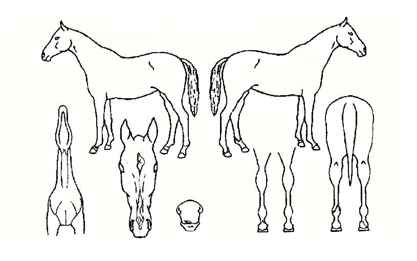 ��ū������ ����,���,�޸�,�λ�,�ٸ��� Ư¡����