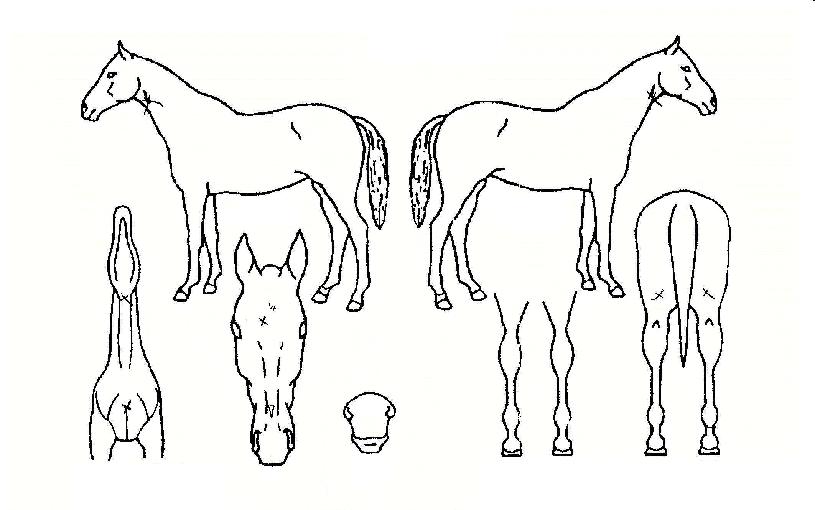 ºí·ç¹êµå¼¼¶óÀÇ Ãø¸é,¿ì¸é,µÞ¸é,µÎ»ó,´Ù¸®ÀÇ Æ¯Â¡µµÇØ