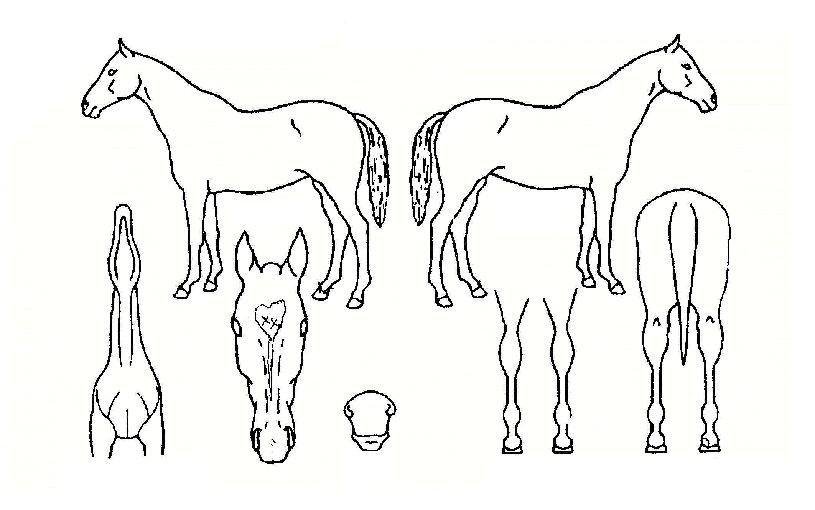 µå¸²¶óÀÌ´õÀÇ Ãø¸é,¿ì¸é,µÞ¸é,µÎ»ó,´Ù¸®ÀÇ Æ¯Â¡µµÇØ