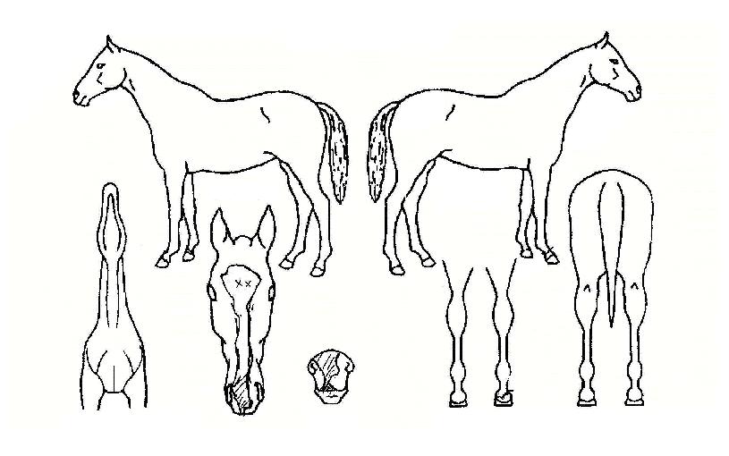 ¿À¶Ñ±âó·³ÀÇ Ãø¸é,¿ì¸é,µÞ¸é,µÎ»ó,´Ù¸®ÀÇ Æ¯Â¡µµÇØ