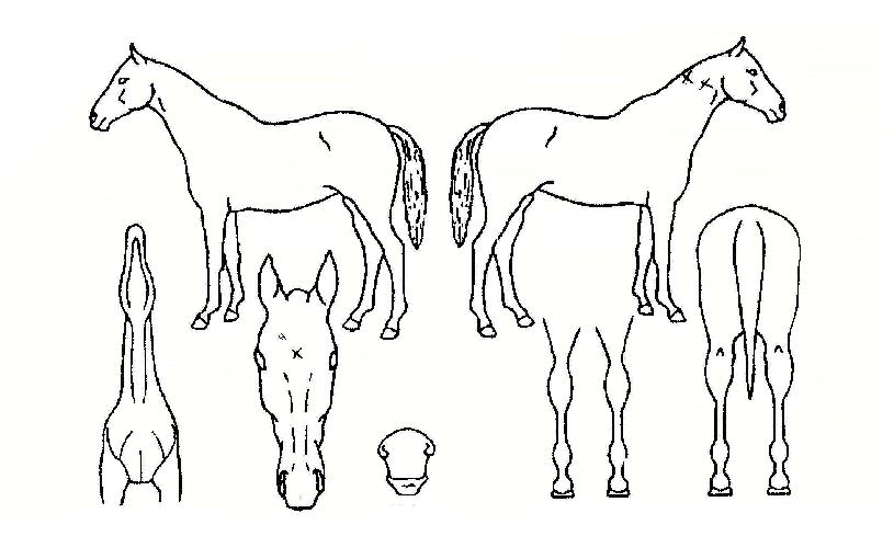 ÄÉÀÌ¿øÃ¨ÇǾðÀÇ Ãø¸é,¿ì¸é,µÞ¸é,µÎ»ó,´Ù¸®ÀÇ Æ¯Â¡µµÇØ