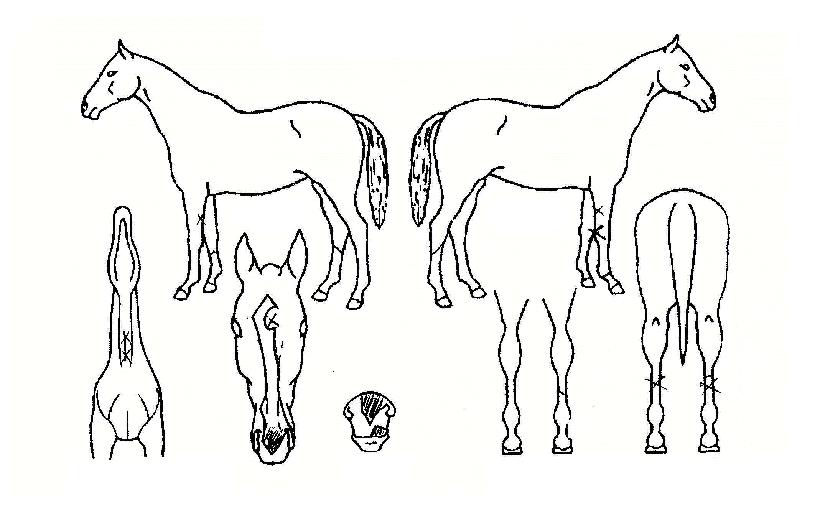 ·¹µåÆäÆÛÀÇ Ãø¸é,¿ì¸é,µÞ¸é,µÎ»ó,´Ù¸®ÀÇ Æ¯Â¡µµÇØ