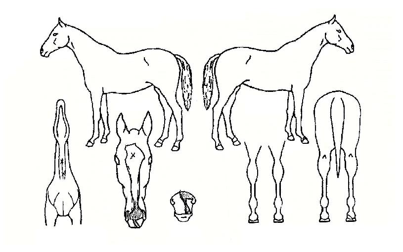 �������� ����,���,�޸�,�λ�,�ٸ��� Ư¡����