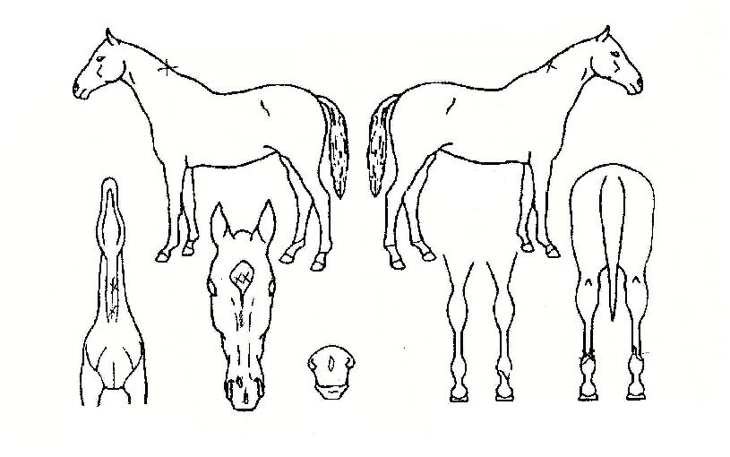 �ԹǷλ��� ����,���,�޸�,�λ�,�ٸ��� Ư¡����