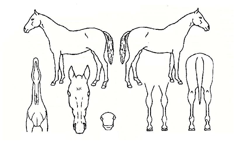 ¾Æ¸£°í½ºÀÇ Ãø¸é,¿ì¸é,µÞ¸é,µÎ»ó,´Ù¸®ÀÇ Æ¯Â¡µµÇØ