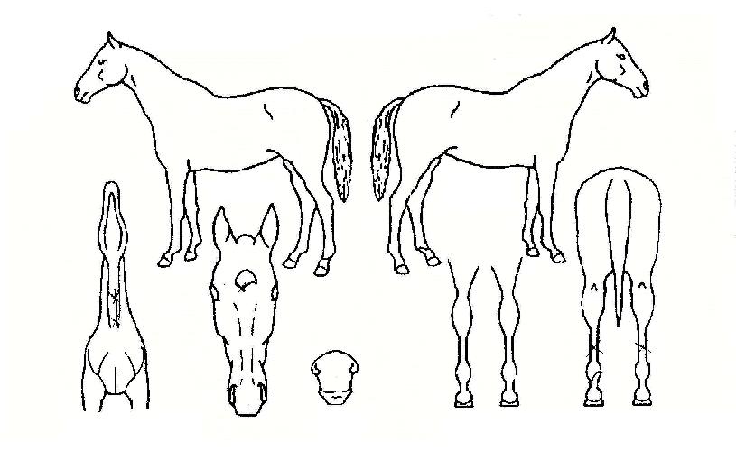 Àκ£ÀÌ´õÀÇ Ãø¸é,¿ì¸é,µÞ¸é,µÎ»ó,´Ù¸®ÀÇ Æ¯Â¡µµÇØ