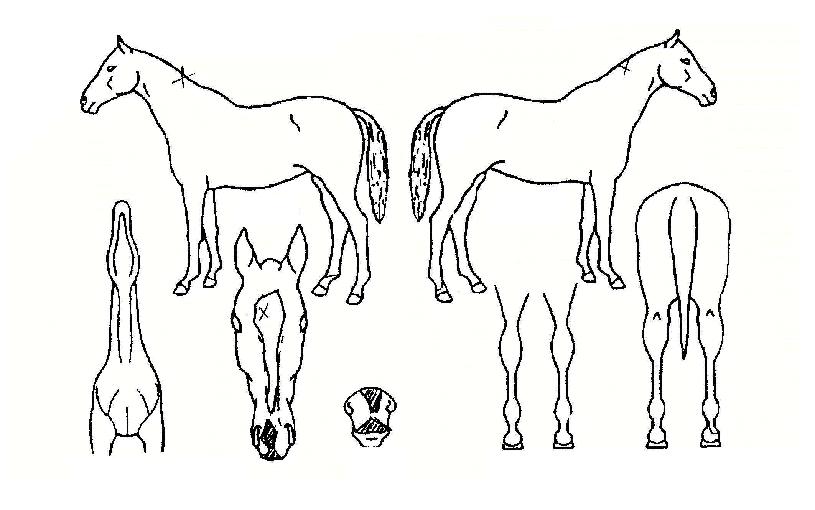 �κ������� ����,���,�޸�,�λ�,�ٸ��� Ư¡����