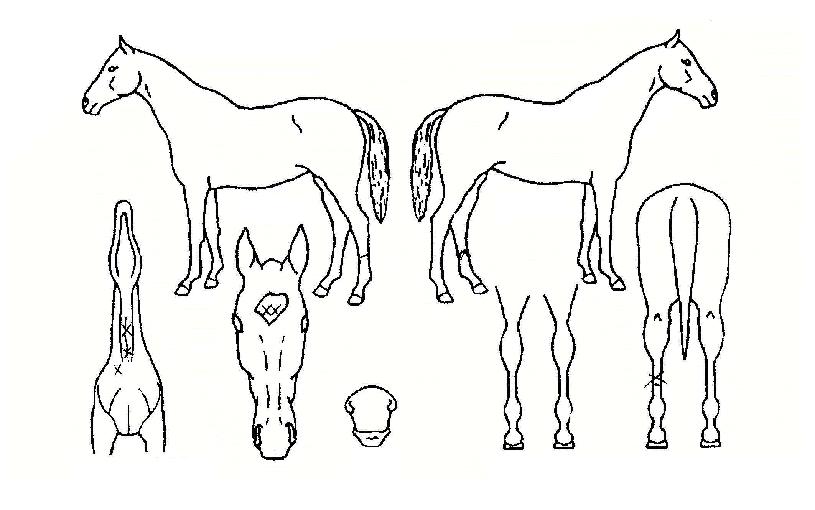 �������� ����,���,�޸�,�λ�,�ٸ��� Ư¡����