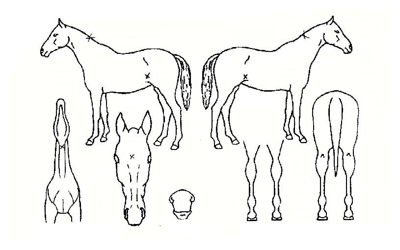 ��õŻȯ�� ����,���,�޸�,�λ�,�ٸ��� Ư¡����