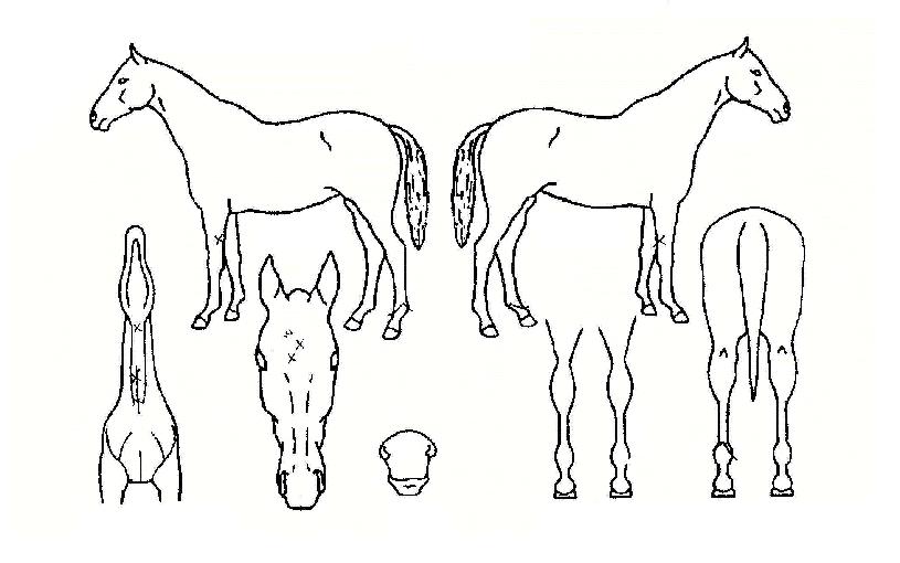 Èï´ö»çÁöÀÇ Ãø¸é,¿ì¸é,µÞ¸é,µÎ»ó,´Ù¸®ÀÇ Æ¯Â¡µµÇØ