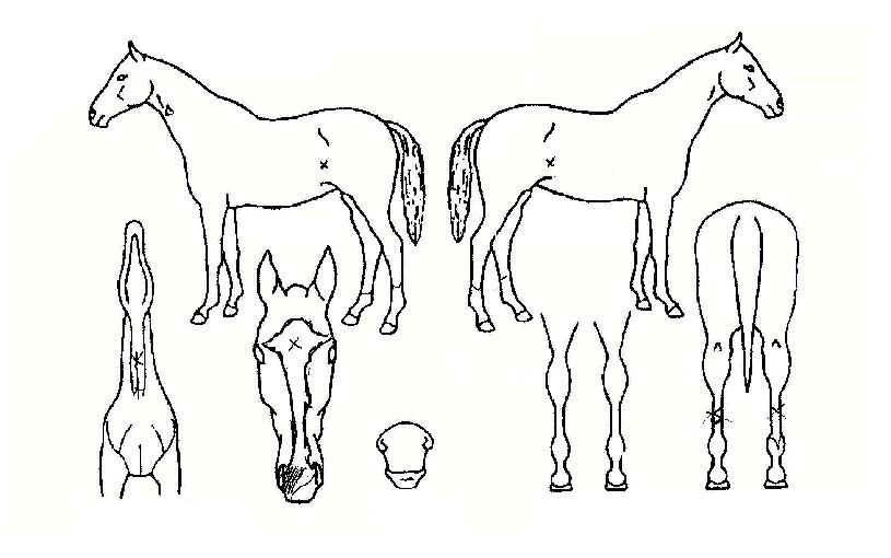 ������� ����,���,�޸�,�λ�,�ٸ��� Ư¡����