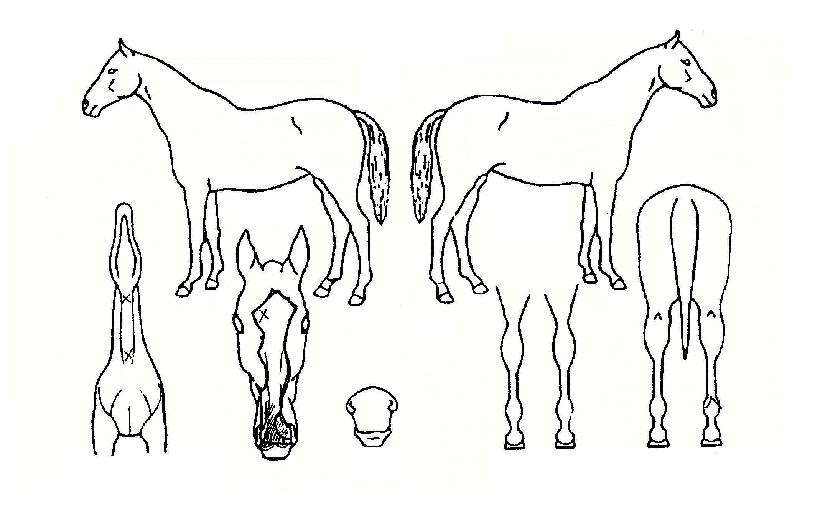 �����ϰ��� ����,���,�޸�,�λ�,�ٸ��� Ư¡����