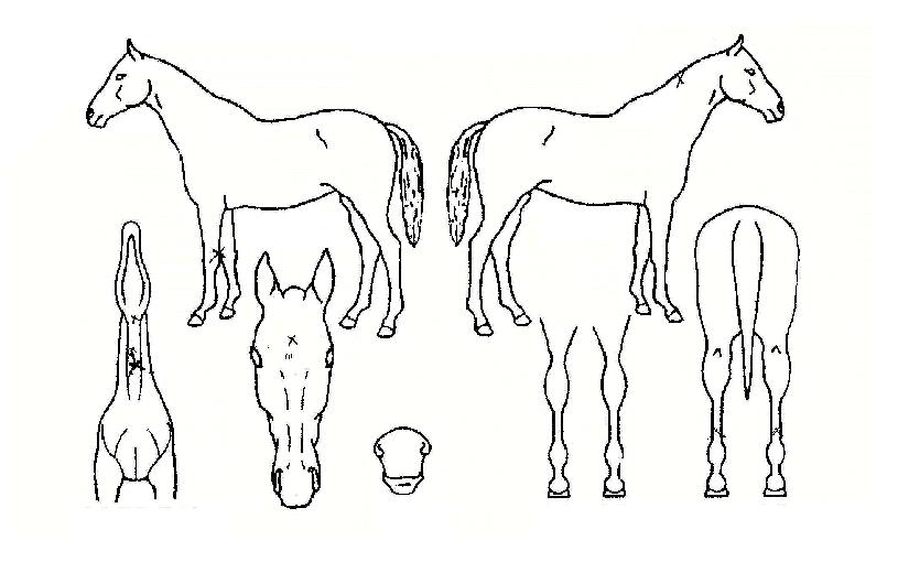 ¶óÀÌ»þ¿öÀÚ¸¶ÀÇ Ãø¸é,¿ì¸é,µÞ¸é,µÎ»ó,´Ù¸®ÀÇ Æ¯Â¡µµÇØ