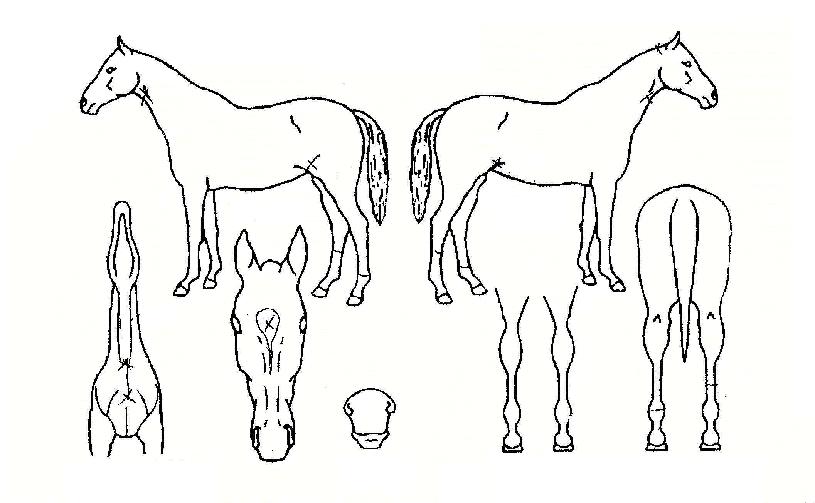 ¾Æº£ÄýÀÇ Ãø¸é,¿ì¸é,µÞ¸é,µÎ»ó,´Ù¸®ÀÇ Æ¯Â¡µµÇØ