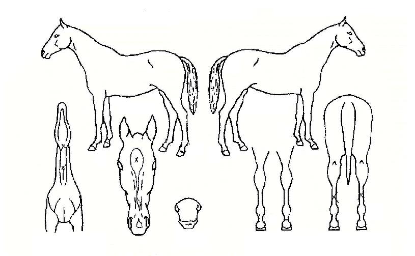 ����õ���� ����,���,�޸�,�λ�,�ٸ��� Ư¡����