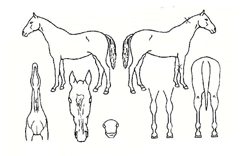 ������������ ����,���,�޸�,�λ�,�ٸ��� Ư¡����