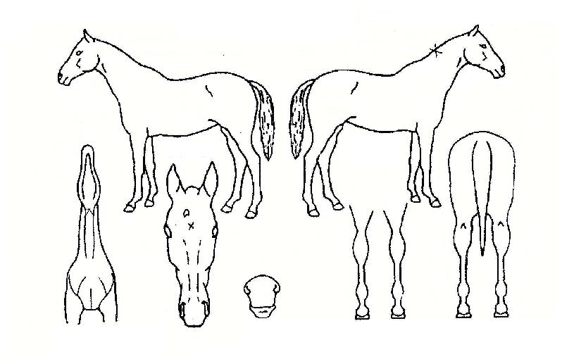 �ݻ���� ����,���,�޸�,�λ�,�ٸ��� Ư¡����