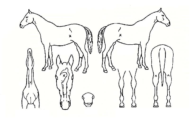 �������� ����,���,�޸�,�λ�,�ٸ��� Ư¡����