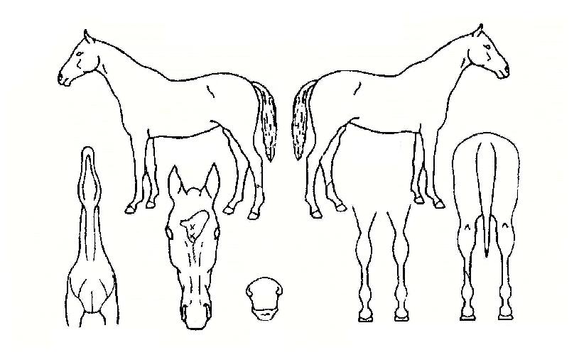 Å©¸³Å产ÀÇ Ãø¸é,¿ì¸é,µÞ¸é,µÎ»ó,´Ù¸®ÀÇ Æ¯Â¡µµÇØ