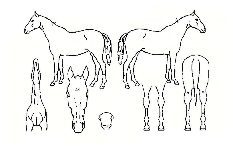 Á¦ÀÌ¿¡½ºÄýÀÇ Ãø¸é,¿ì¸é,µÞ¸é,µÎ»ó,´Ù¸®ÀÇ Æ¯Â¡µµÇØ