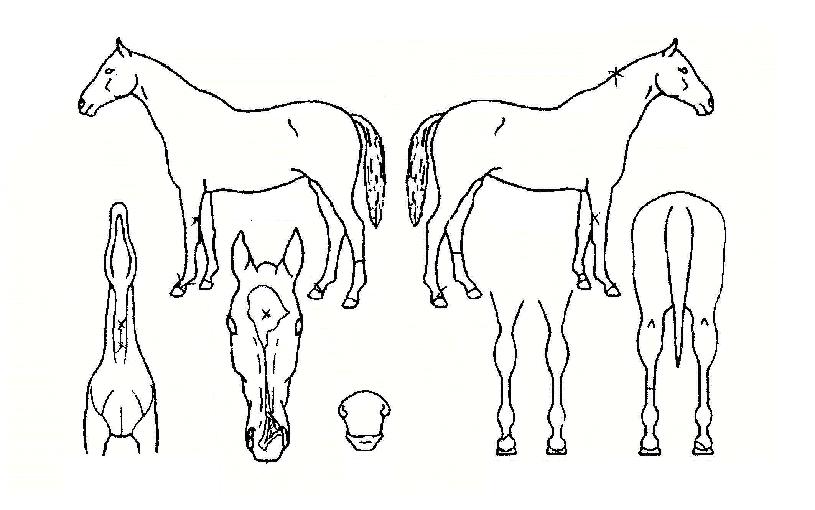 ·°Å°¹Ú½ºÀÇ Ãø¸é,¿ì¸é,µÞ¸é,µÎ»ó,´Ù¸®ÀÇ Æ¯Â¡µµÇØ