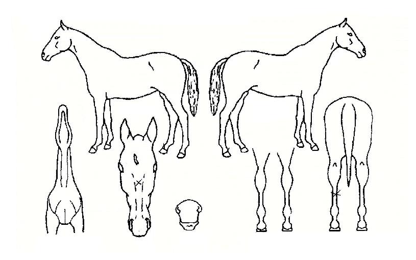 ÄÉÀÌÆ¼ÁîÀú³ÎÀÚ¸¶ÀÇ Ãø¸é,¿ì¸é,µÞ¸é,µÎ»ó,´Ù¸®ÀÇ Æ¯Â¡µµÇØ