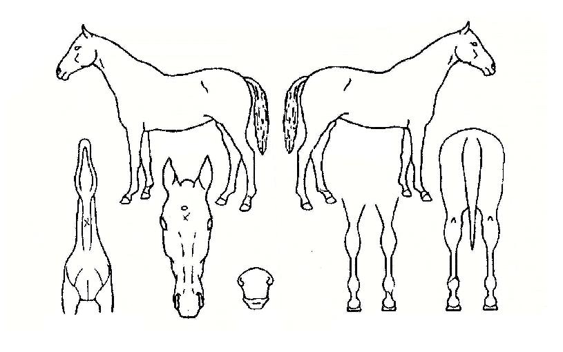 ���̿��Ͼ��� ����,���,�޸�,�λ�,�ٸ��� Ư¡����