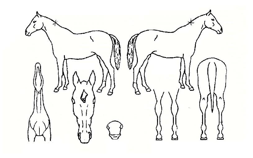 ø°æÀÇ Ãø¸é,¿ì¸é,µÞ¸é,µÎ»ó,´Ù¸®ÀÇ Æ¯Â¡µµÇØ