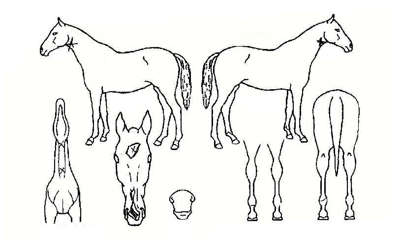 ³ªÀÌÆ®ÇÁ·Ñ¸¯ÀÚ¸¶ÀÇ Ãø¸é,¿ì¸é,µÞ¸é,µÎ»ó,´Ù¸®ÀÇ Æ¯Â¡µµÇØ