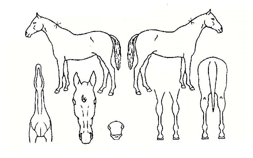 ���������� ����,���,�޸�,�λ�,�ٸ��� Ư¡����